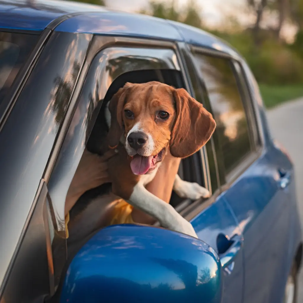 a dog sticking its head out of a car window