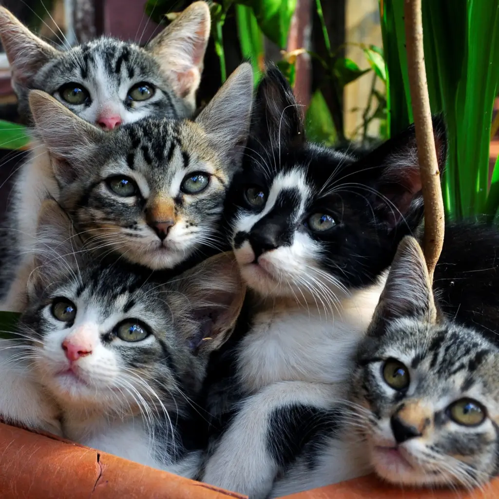 a group of kittens in a basket