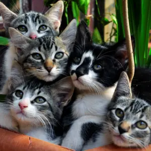 a group of kittens in a basket