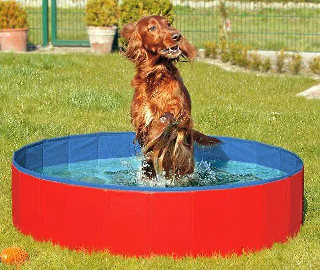 rot-blauer Doggy Pool – Swimmingpool für Hunde